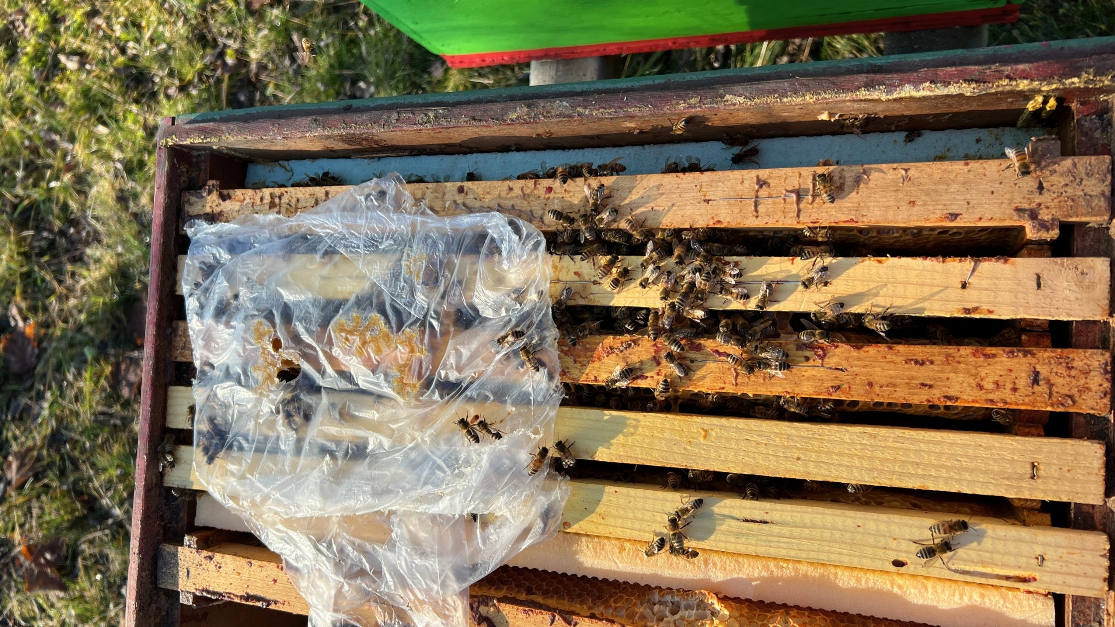 Méhek és a tavaszi takarmányozás fontossága