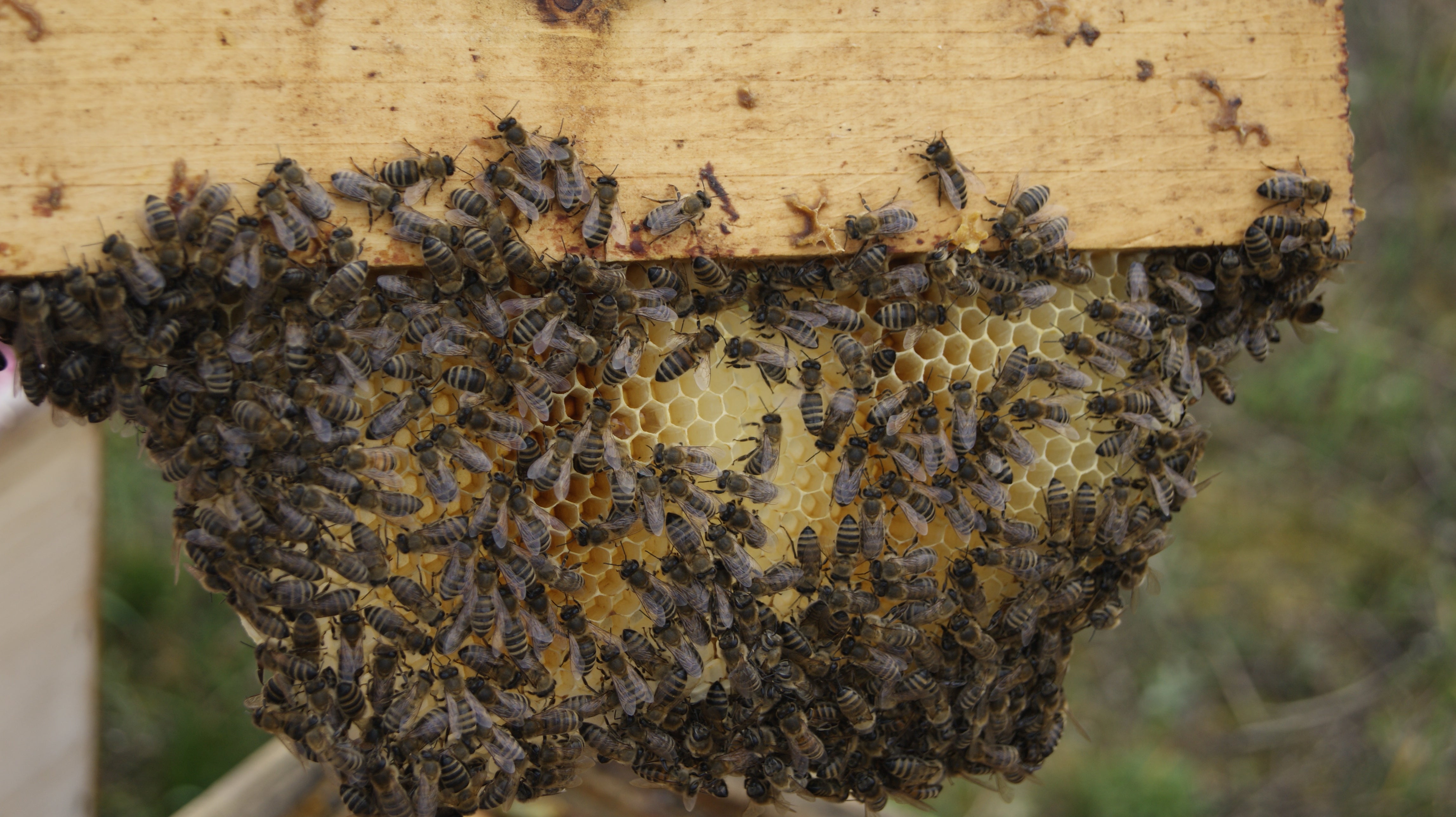 A Méhek kora Tavaszi felkészítése